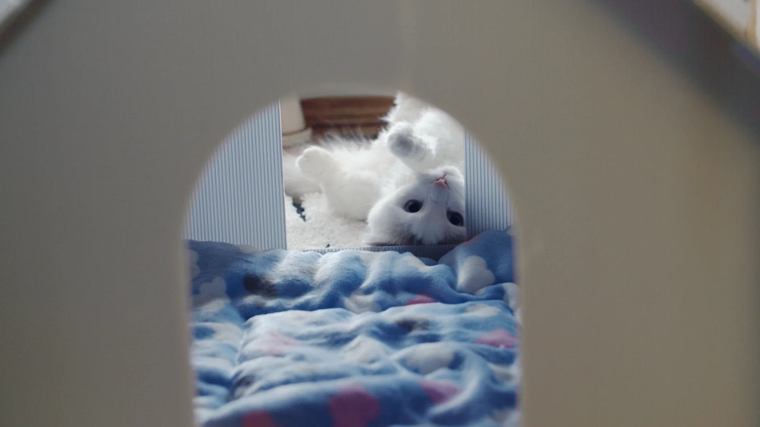 Coconut cat lounging upside down by the Purrta cat litter box enclosure used as a cozy play house with a soft blanket
