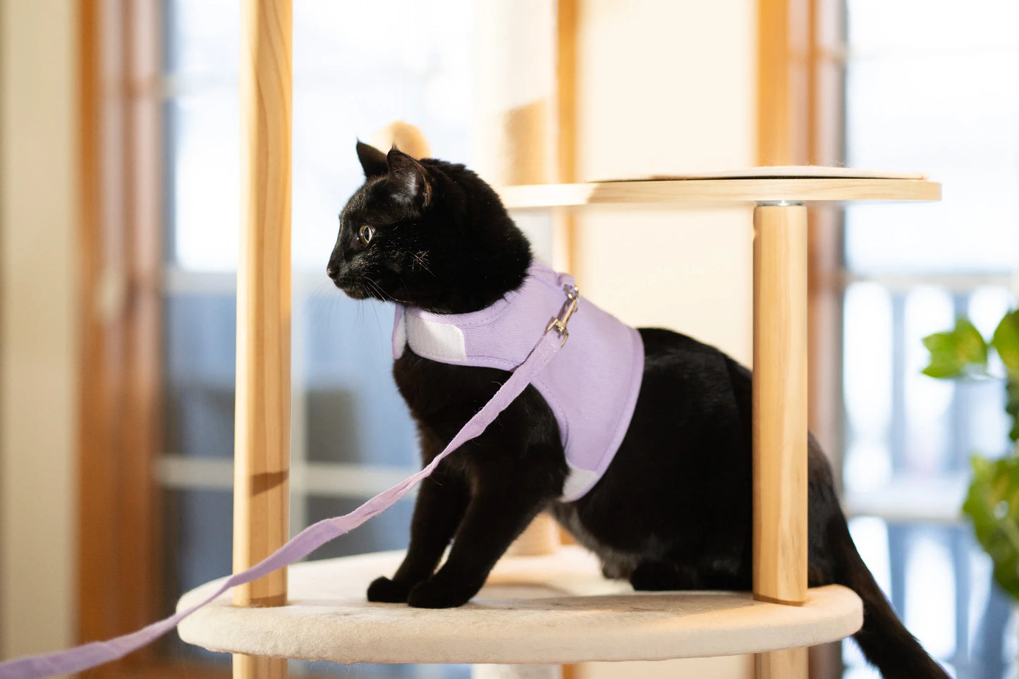Side view of black cat wearing Purrta cat harness and leash set in lavender on a wooden cat tree