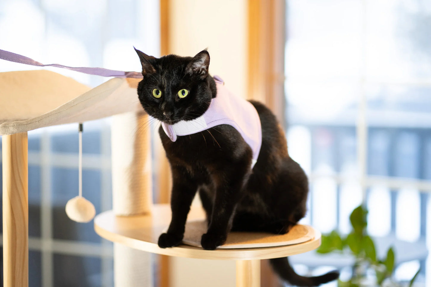Black cat Sesame wearing Purrta escape proof cat harness in lavender while sitting on a cat tree