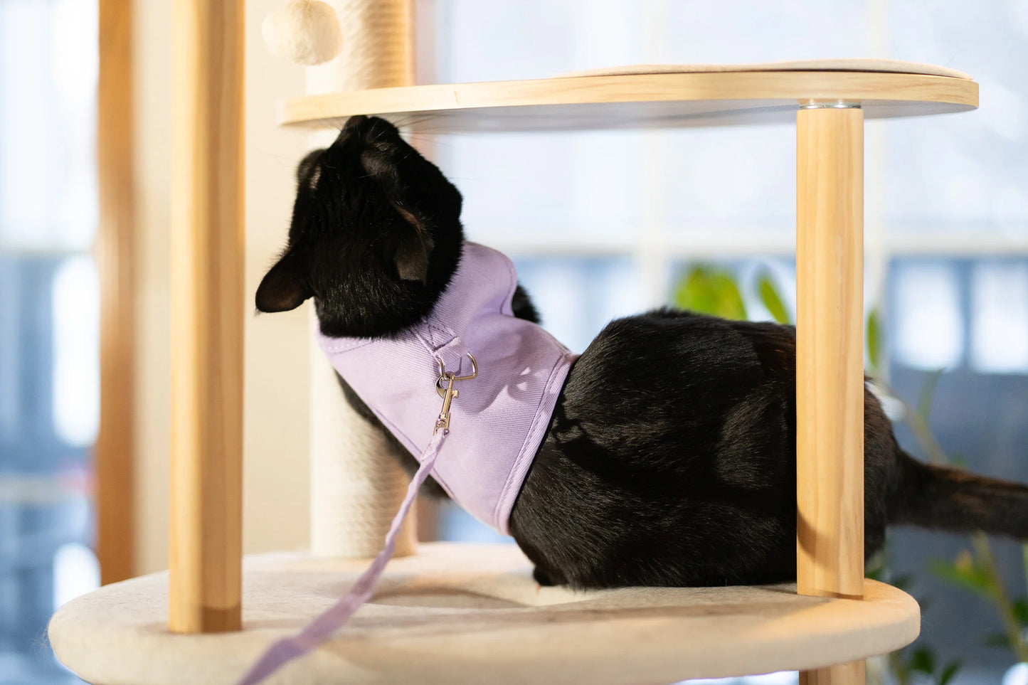 Black cat on cat tree wearing Purrta breathable cat harness with matching leash attached