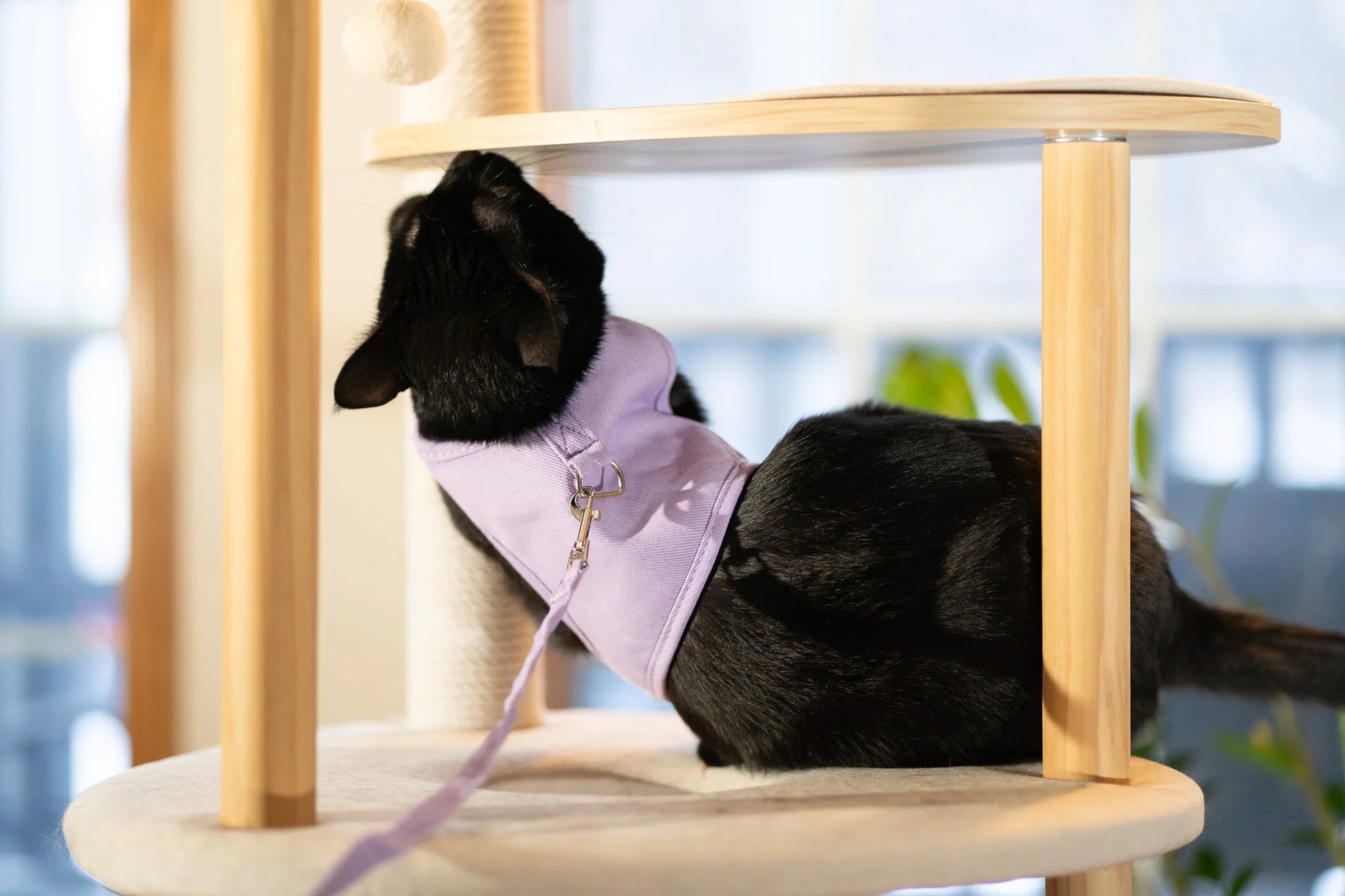 Black cat on cat tree wearing Purrta breathable cat harness with matching leash attached